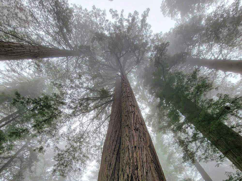 washington-trees